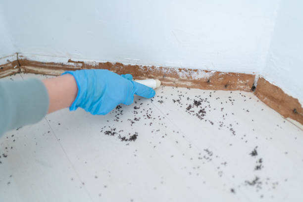 Best Termite Control Services  in Flower Hill, MD